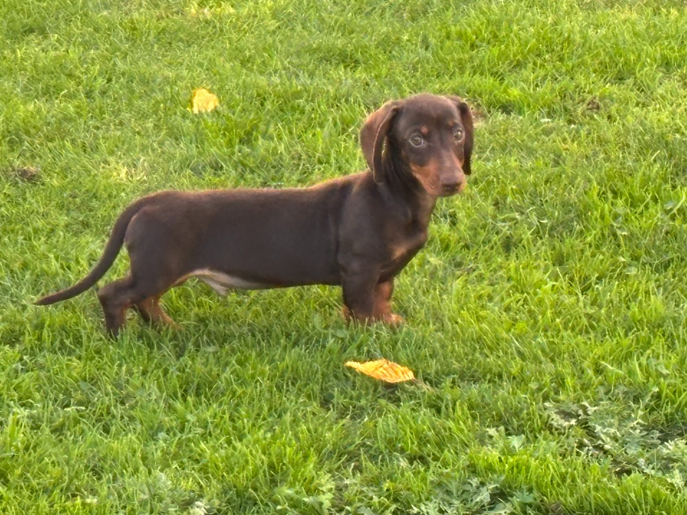 ARSENE du domaine de luard