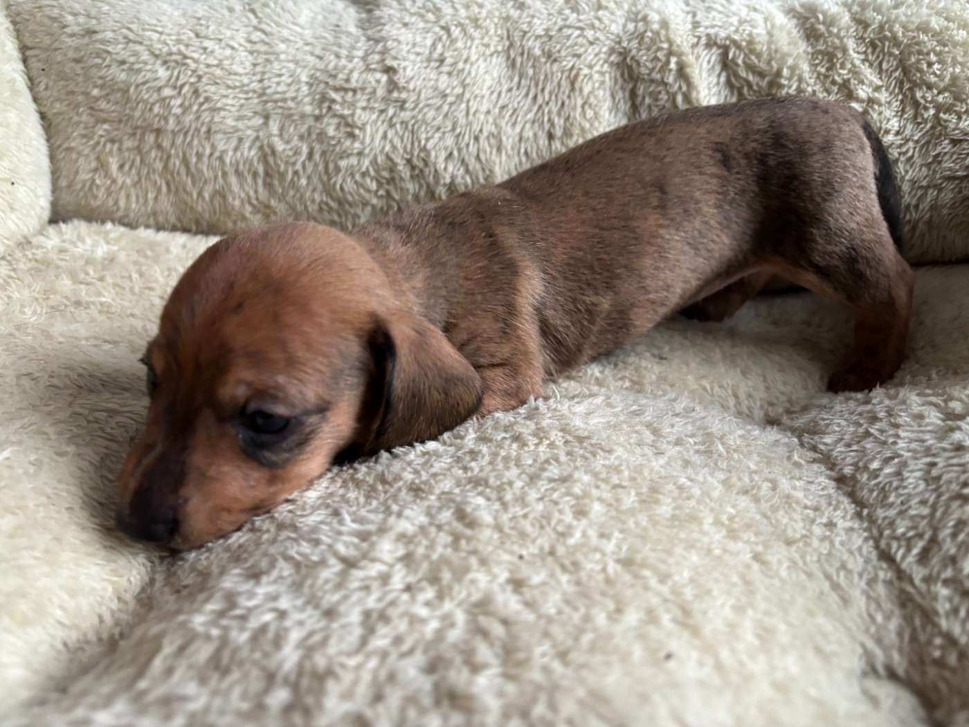 Petit mâle bringé en attente d'une famille