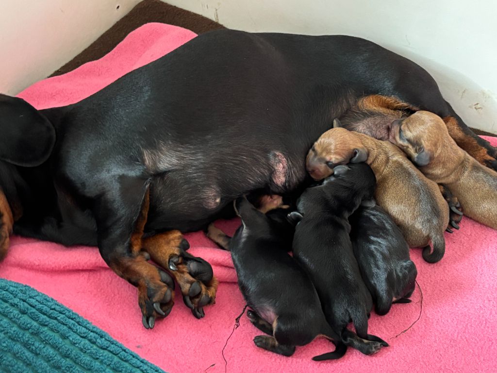 Les chiots sont nés
