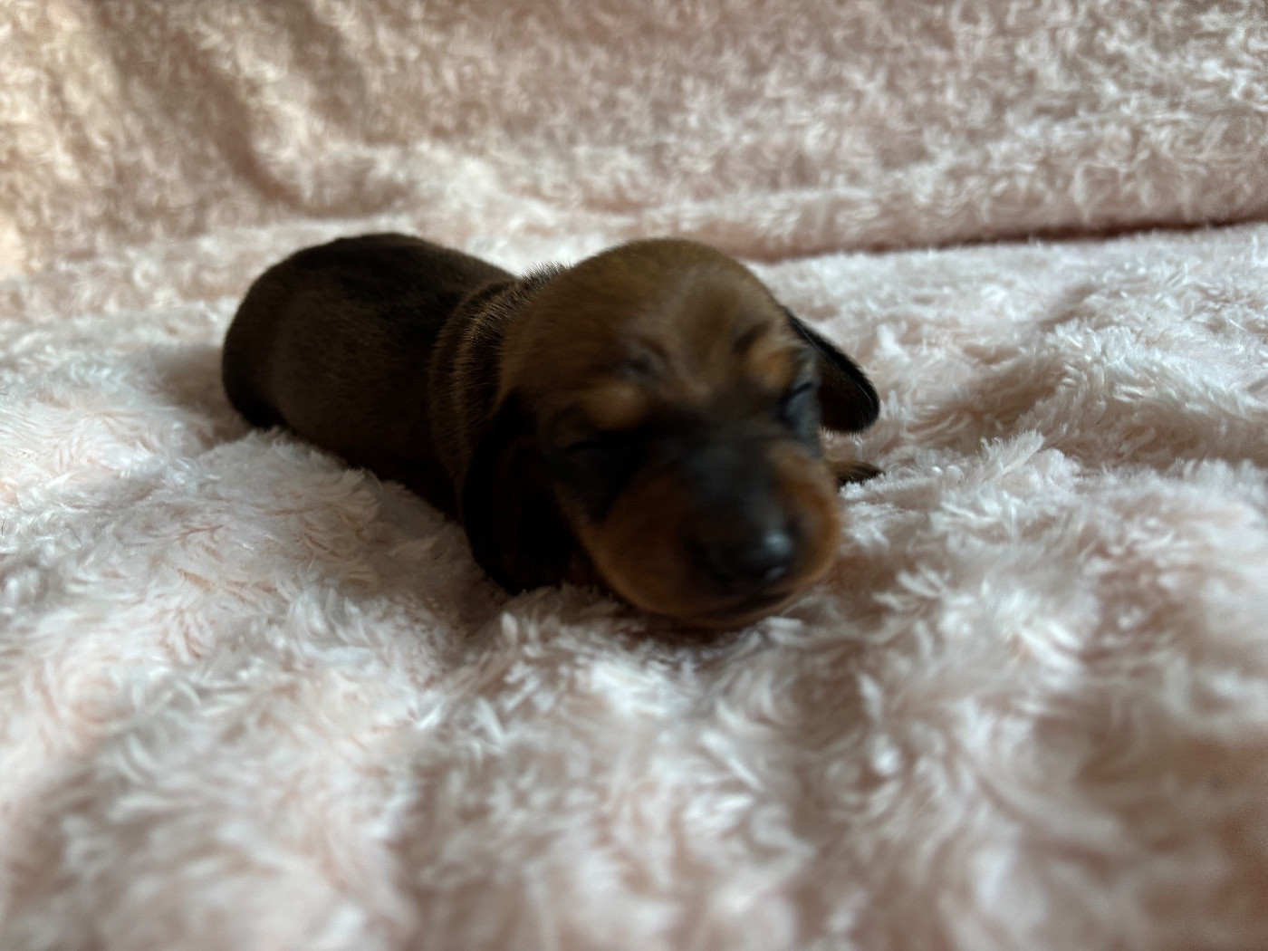 du Domaine des Chtitespattes - Teckel poil ras - Portée née le 26/10/2025