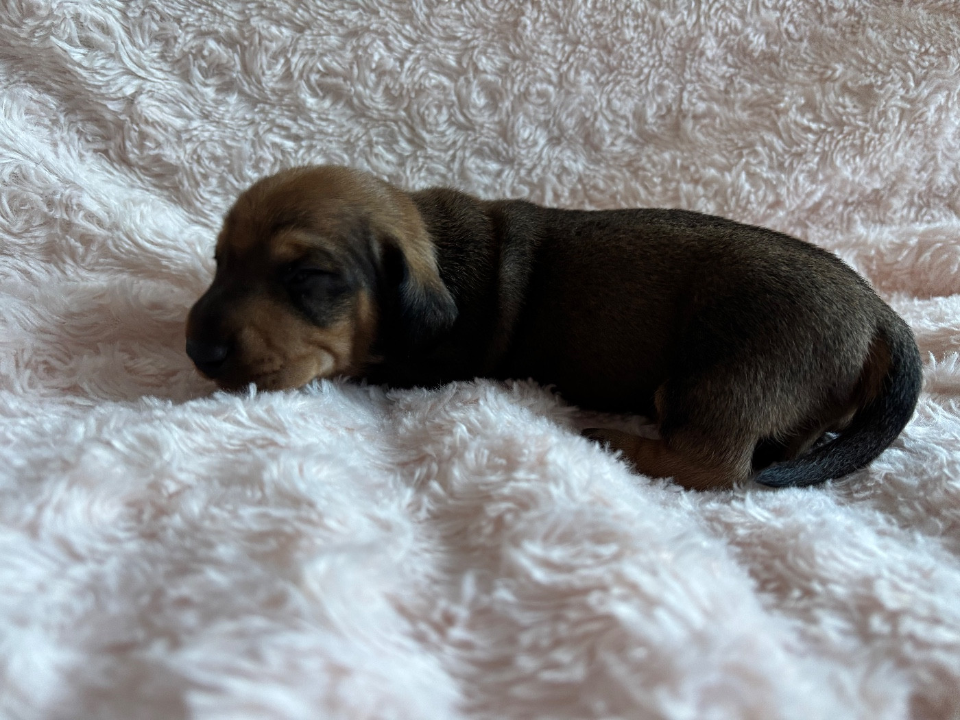 du Domaine des Chtitespattes - Teckel poil ras - Portée née le 26/10/2025