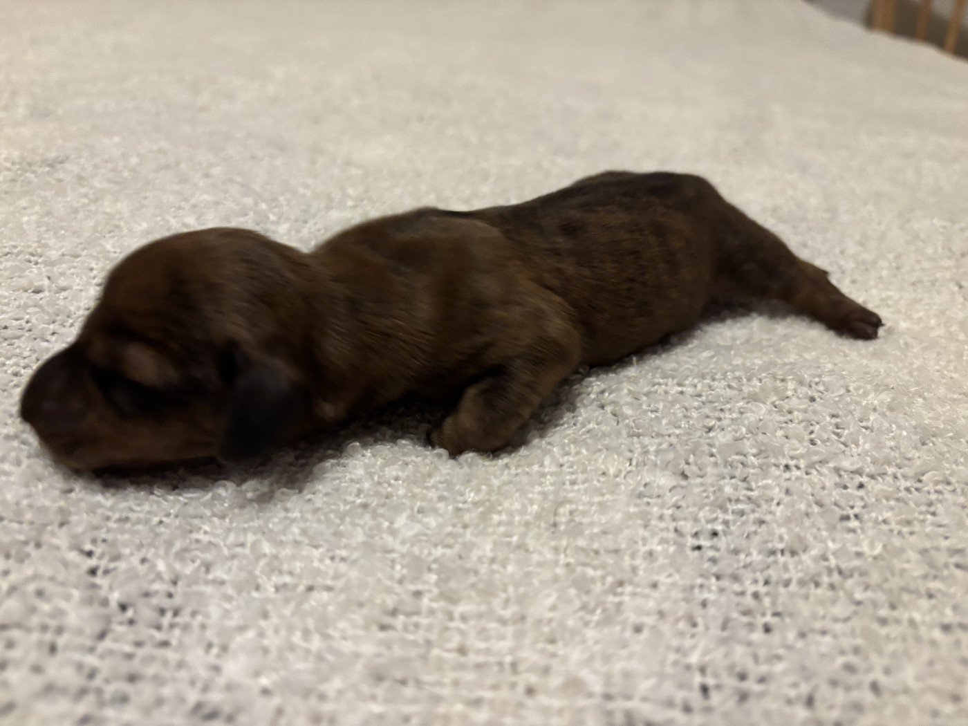 du Domaine des Chtitespattes - Chiots disponibles - Teckel poil ras