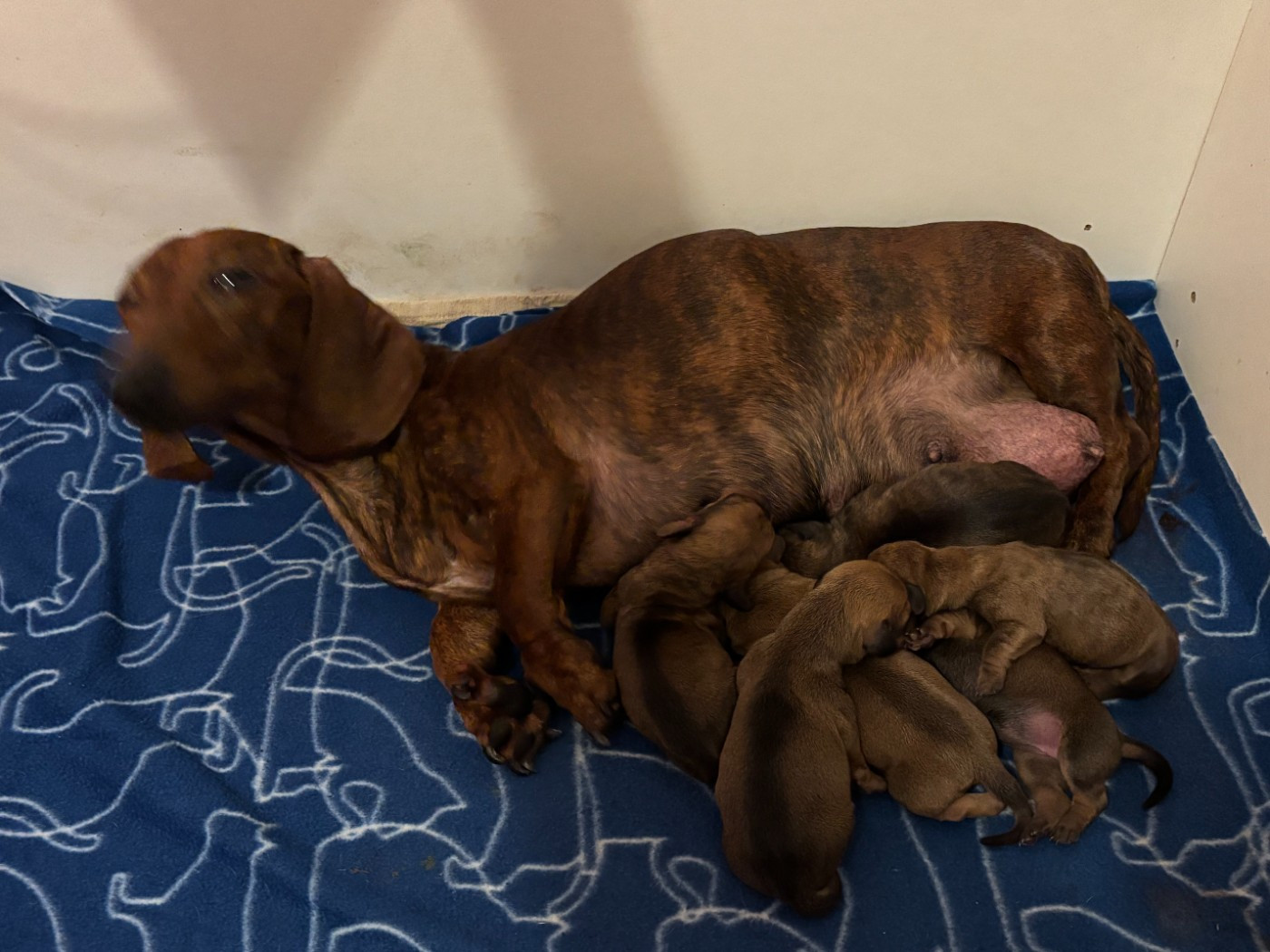 Chiot Teckel poil ras du Domaine des Chtitespattes