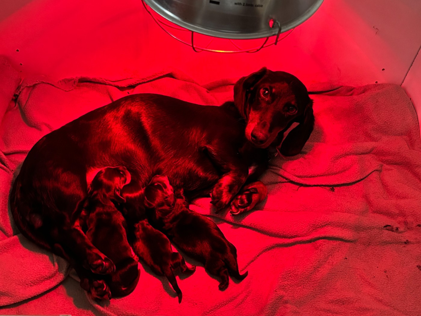 du Domaine des Chtitespattes - Teckel poil ras - Portée née le 13/02/2026