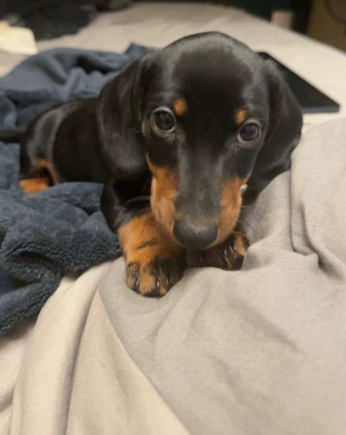 du Domaine des Chtitespattes - Chiots disponibles - Teckel poil ras