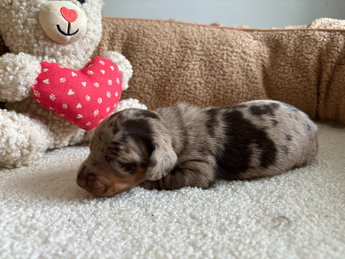 du Domaine des Chtitespattes - Chiots disponibles - Teckel poil ras