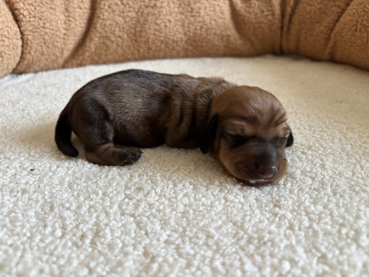 du Domaine des Chtitespattes - Chiots disponibles - Teckel poil ras