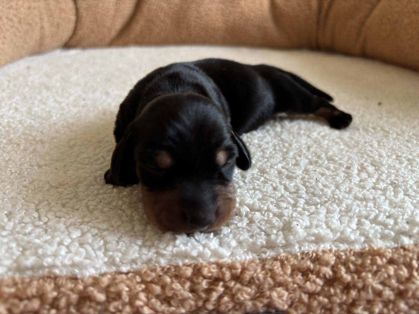 du Domaine des Chtitespattes - Chiots disponibles - Teckel poil ras