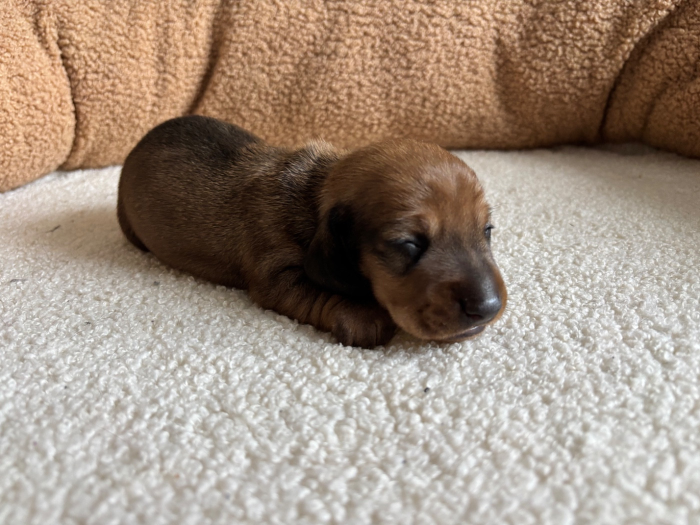 du Domaine des Chtitespattes - Chiots disponibles - Teckel poil ras