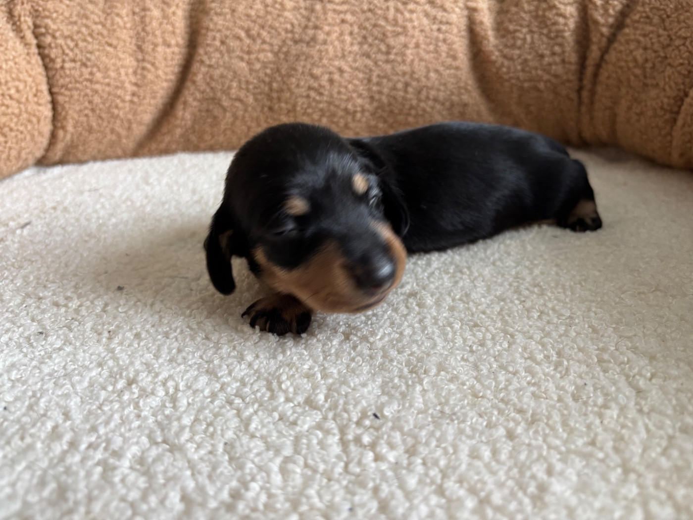 du Domaine des Chtitespattes - Chiots disponibles - Teckel poil ras