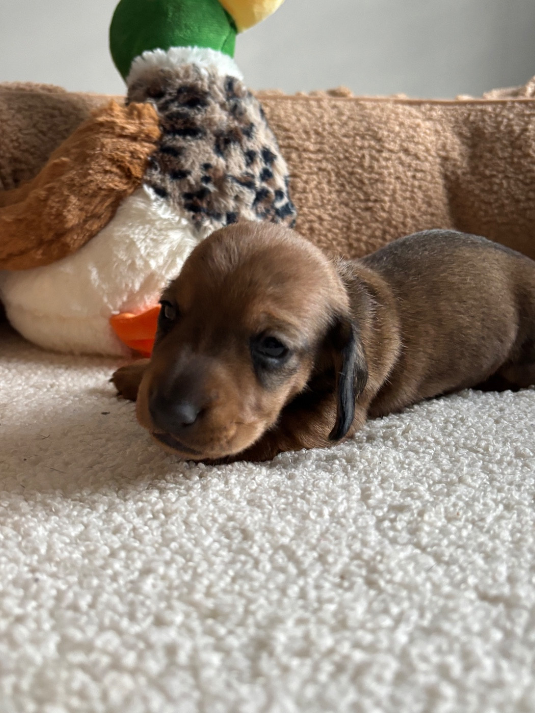 du Domaine des Chtitespattes - Chiots disponibles - Teckel poil ras