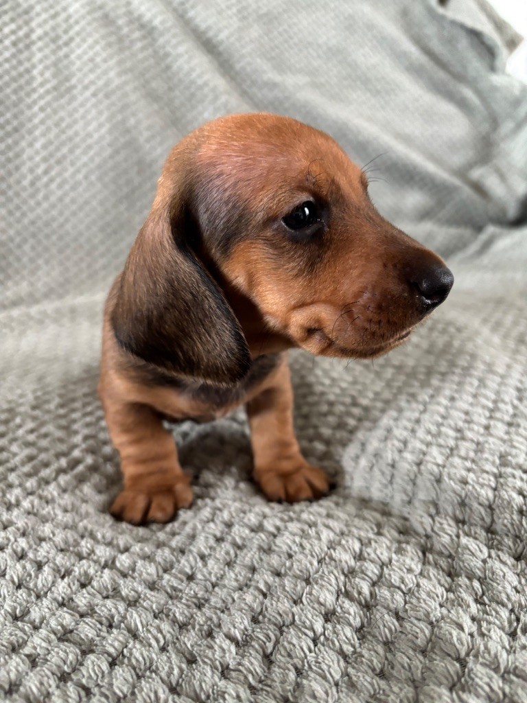 du Domaine des Chtitespattes - Chiots disponibles - Teckel poil ras